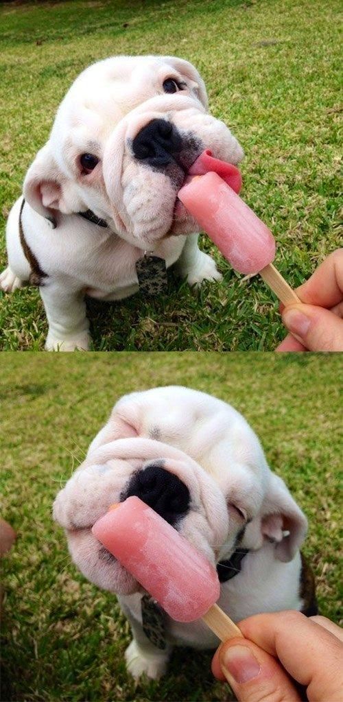 english bulldog eating icecream