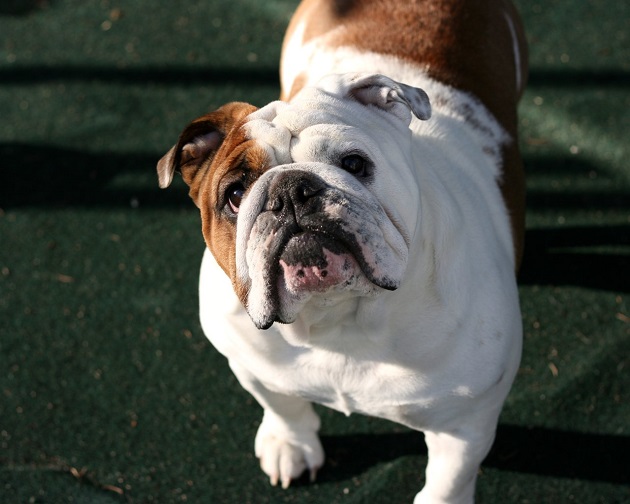 english bulldog listen