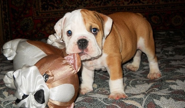 Top 10 Things English Bulldogs Don’t Like 8