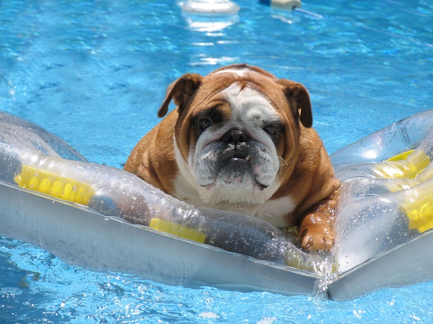 english bulldog swim pool