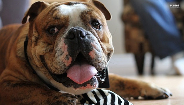 english bulldog wallpaper