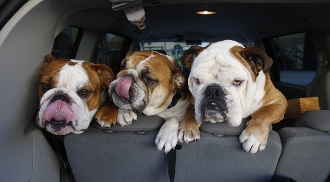 10 English Bulldogs Totally Defying The Laws Of Physics 9