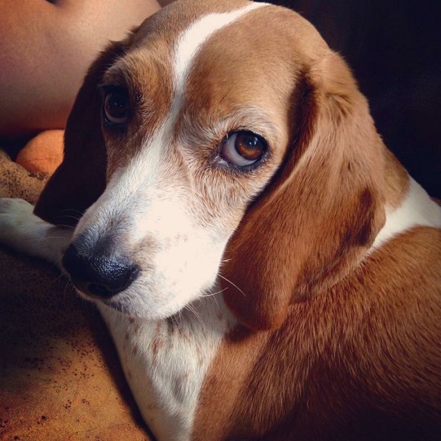 18 Things All Beagle Owners Must Never Forget 3 eyes beagle photo pics amazing