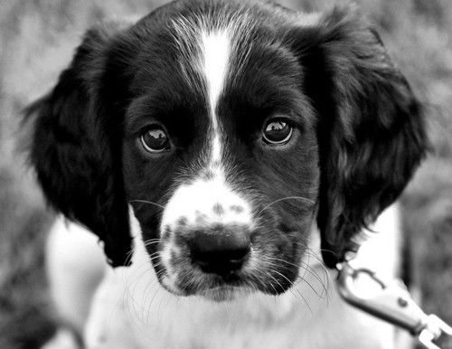 14 Signs You Are A Crazy Cocker Spaniel Person 7 face cocker spaniel sad pics