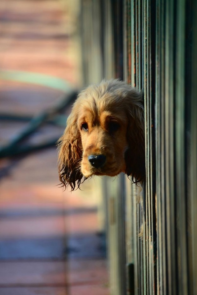 14 Signs You Are A Crazy Cocker Spaniel Person 8 face spaniel fence pics curious
