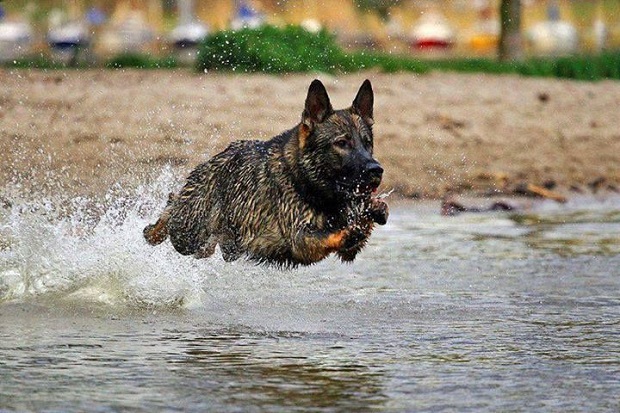 fast running dog GSD
