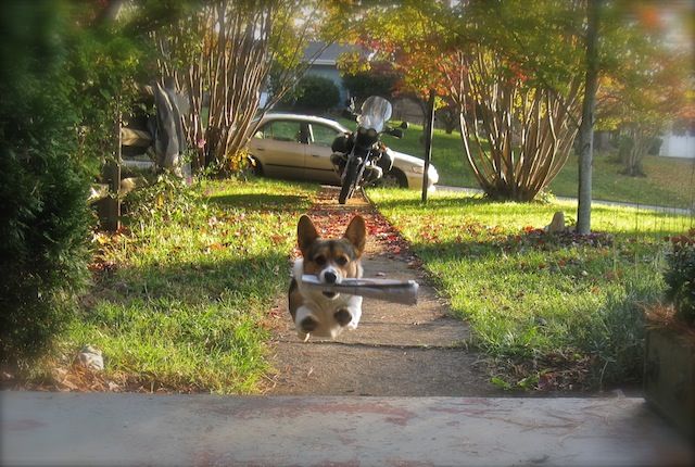 fetch corgi running
