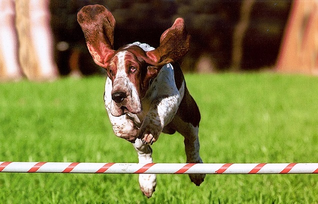10 Basset Hounds Totally Defying The Laws Of Physics 1 flying basset hound