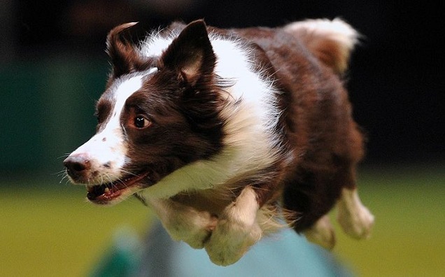 flying border collie pics