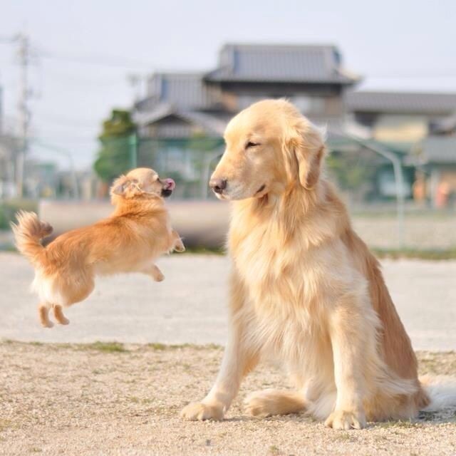 flying chihuahua pics