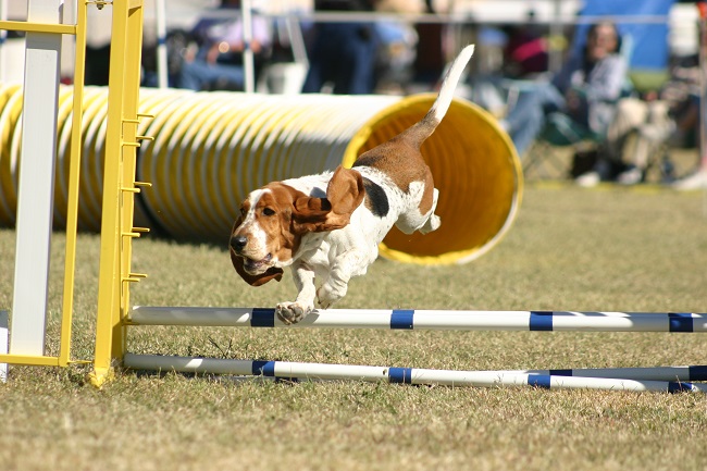 10 Basset Hounds Totally Defying The Laws Of Physics 3 flying dog basset hound