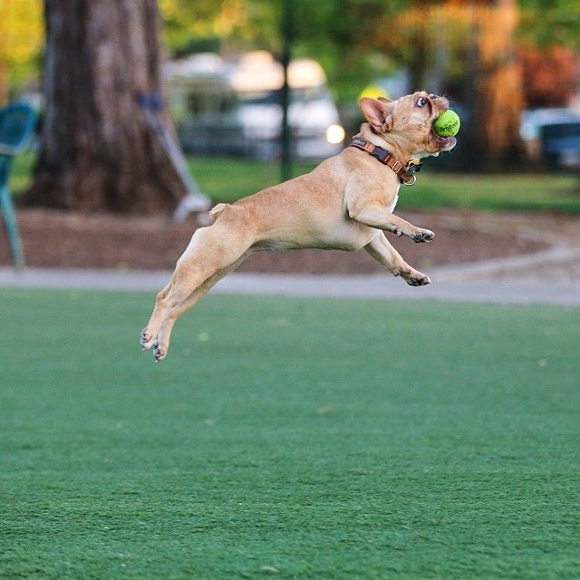 flying french bulldog with ball