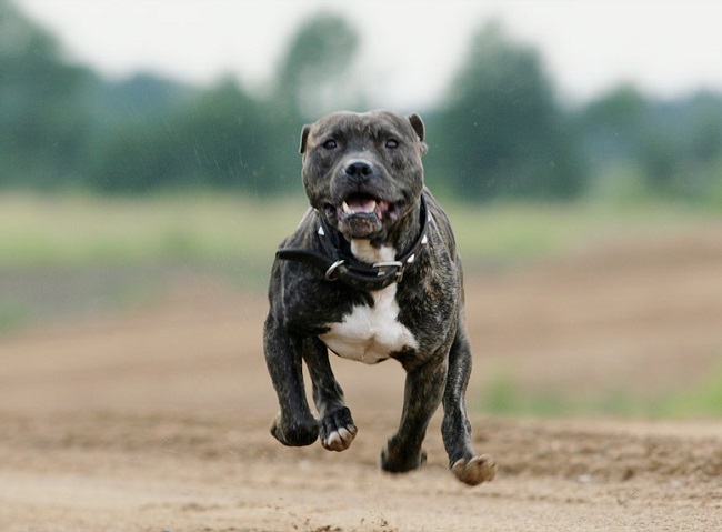 flying majestic pit bull