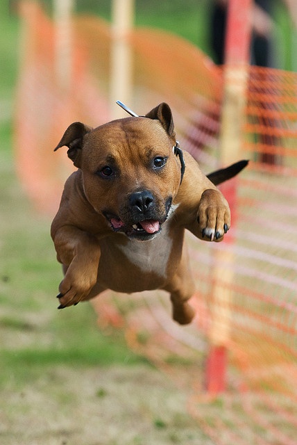 flying pit bull staffie