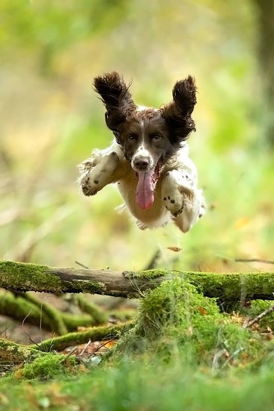 12 Springer Spaniels Totally Defying The Laws Of Physics 10 flying spaniel pics jump
