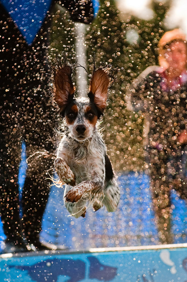 12 Springer Spaniels Totally Defying The Laws Of Physics 2 flying spaniel pics water