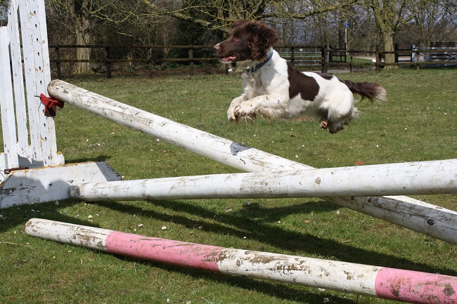 12 Springer Spaniels Totally Defying The Laws Of Physics 11 flying springer cute spaniel