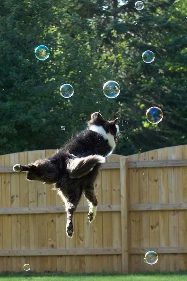 flying with bubbles border collie