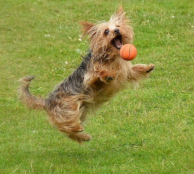 10 Yorkshire Terriers Totally Defying The Laws Of Physics