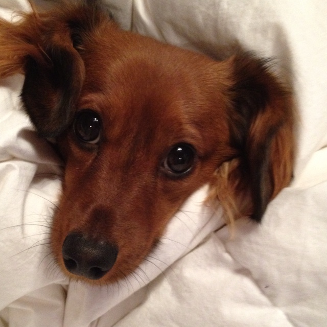17 Most Difficult Emotions Dachshunds Go Through That Their Owners Must Never Forget 17 frank eyes dachshund face pics