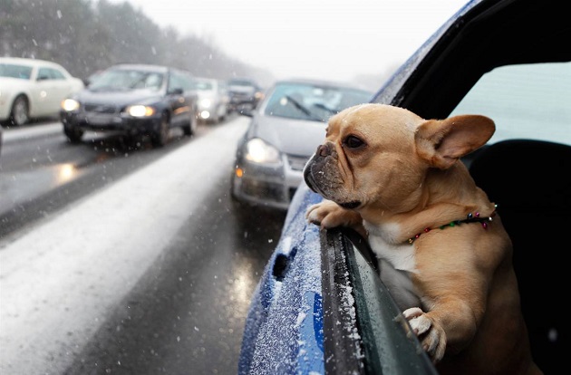Top 10 Things French Bulldogs Don’t Like 8 french bulldog car ride