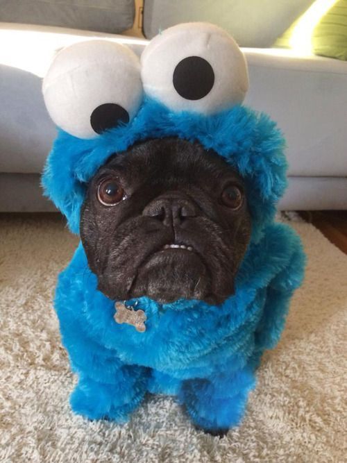 Top 10 Things French Bulldogs Don’t Like 7 french bulldog outfit listening