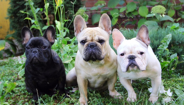 12 French Bulldogs Totally Defying The Laws Of Physics 177 12 French Bulldogs Totally Defying The Laws Of Physics 17