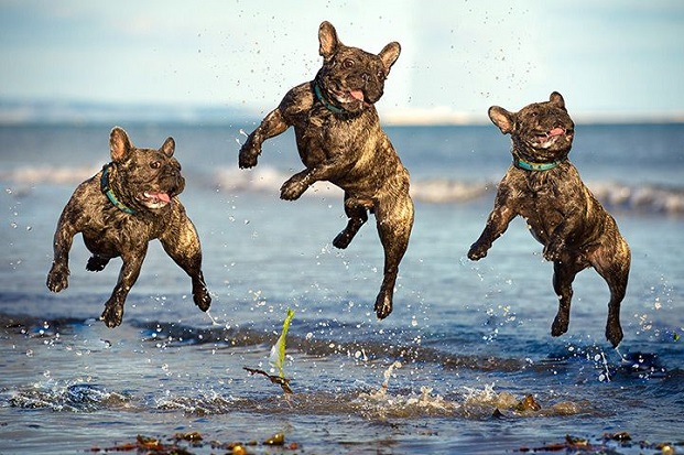 french bulldogs water dogs fly