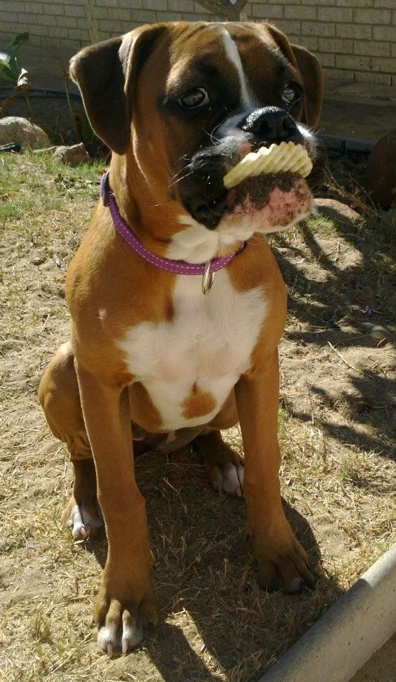 16 Reasons Boxers Are Not The Friendly Dogs Everyone Says They Are 5 funny amazing boxer play