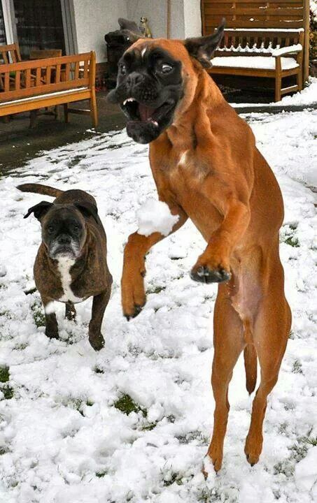 funny boxer jump snow