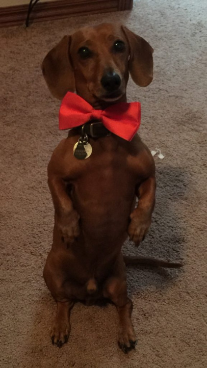 17 Most Difficult Emotions Dachshunds Go Through That Their Owners Must Never Forget 3 funny doxie pics sitting