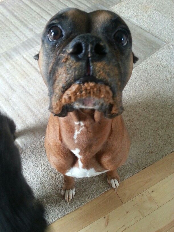 16 Reasons Boxers Are Not The Friendly Dogs Everyone Says They Are 13 funny face boxer dog