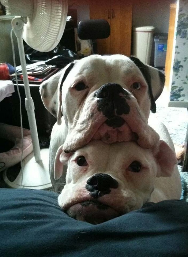 16 Reasons Boxers Are Not The Friendly Dogs Everyone Says They Are 16 funny faces boxers pics