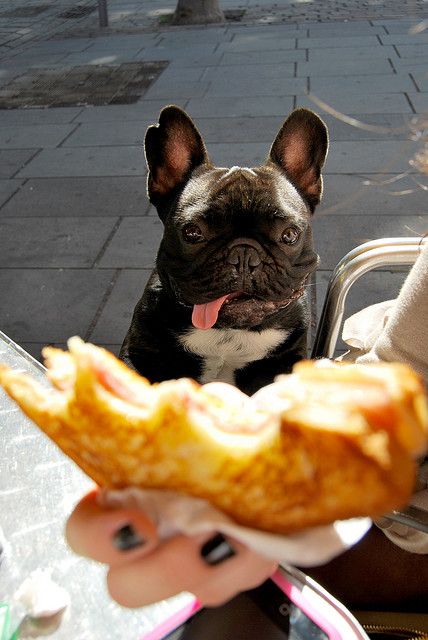 Top 10 Things French Bulldogs Don’t Like 4 funny french bulldog begging