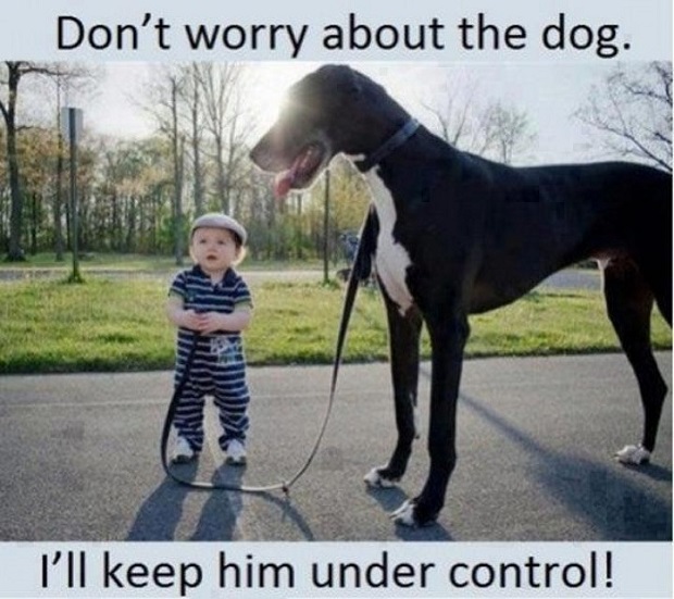 funny great dane kid pics control