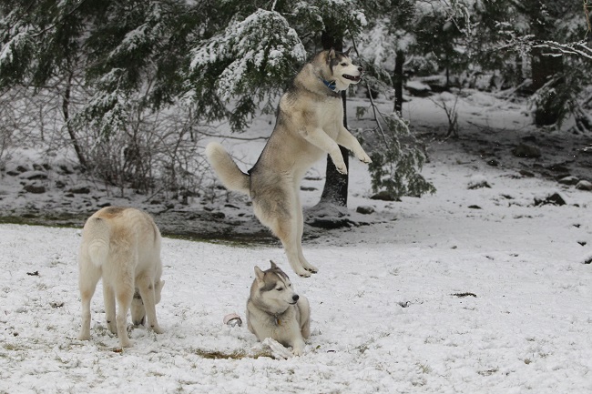 funny jump husky pics winter
