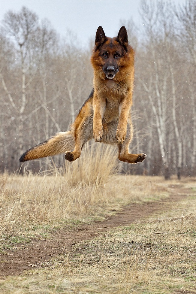 funny jumping dog german shepherd