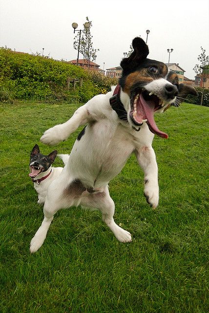 funny jumping jack russell dog