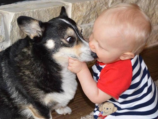funny kid corgi play