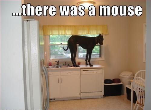 funny mouse great dane table