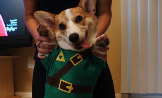 funny playful corgi pics outfit