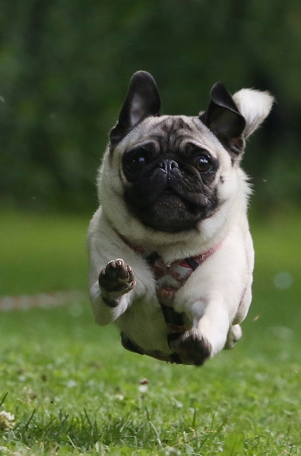 12 Pugs Totally Defying The Laws Of Physics 8 funny running pics pug