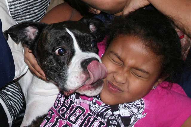 girl boxer licking pet
