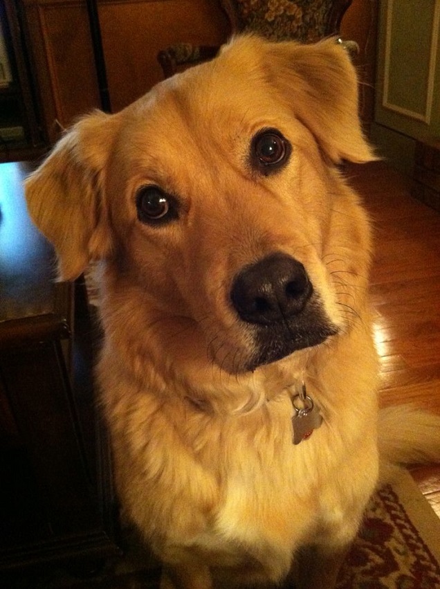 golden retriever good listener