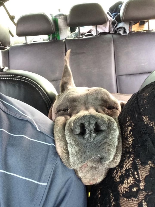 great dane car people