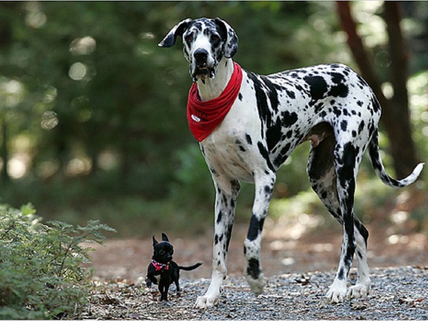 great dane chihuahua friends