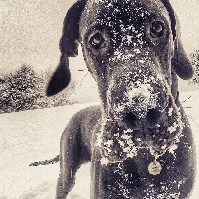 12 Signs You Are A Crazy Great Dane Person 6 great dane dog pics face snow