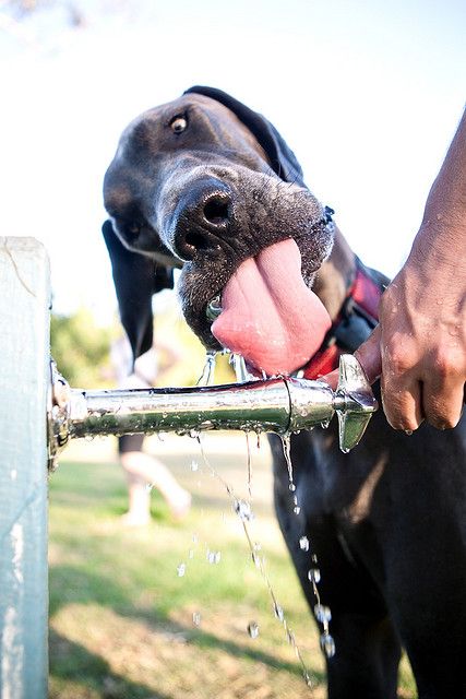 great danes and water
