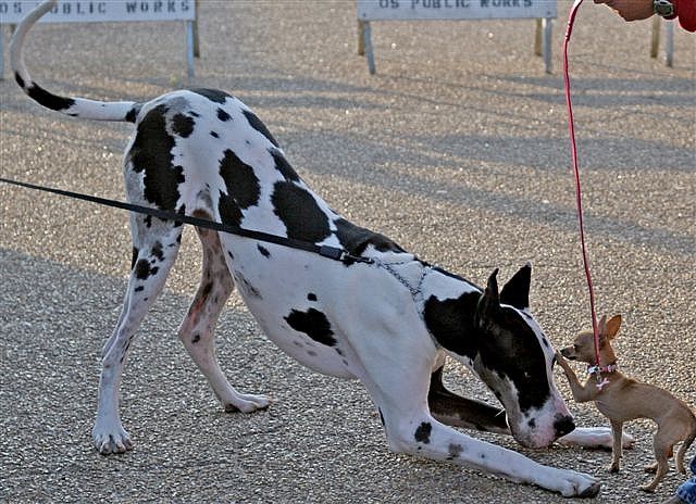 great dane friendship