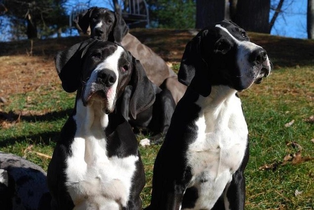 great dane listening